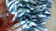 Seychellen, Angeln & Fischen, Makrelenschwarm