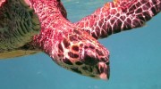 Seychellen, Meeresschildkröte