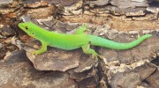 Seychellen, Grüner Taggecko