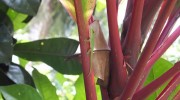 Seychellen, Mini-Gecko