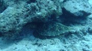 Seychellen, Praslin, schlafende Schildkröte