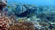 Tauchen auf Mahé-Nord mit Ocean Dream Divers