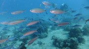 Tauchen auf Mahé-Nord mit Ocean Dream Divers