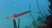 Tauchen auf Mahé-Nord mit Ocean Dream Divers