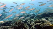 Tauchen auf Mahé-Nord mit Ocean Dream Divers