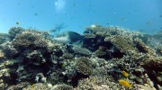 Tauchen auf Mahé-Nord mit Ocean Dream Divers