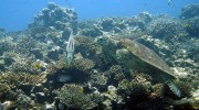 Tauchen auf Mahé-Nord mit Ocean Dream Divers