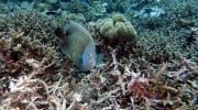 Tauchen auf Mahé-Nord mit Ocean Dream Divers