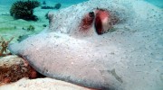 Tauchen auf Mahé-Nord mit Ocean Dream Divers