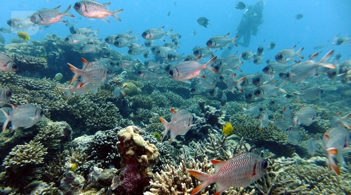 Tauchen & Schnorcheln auf den Seychellen