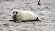 Helgoland