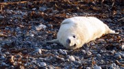 Helgoland