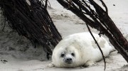 Helgoland