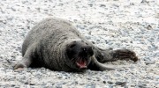 Helgoland