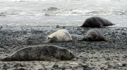 Helgoland