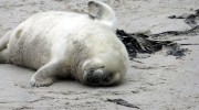 Helgoland