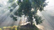 La Digue Seychellen Morgenerwachen