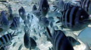 Ste Anne Marine National Park Mahe Seychellen