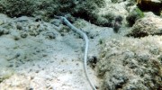 Ste Anne Marine National Park Mahé Seychellen