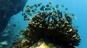 Trek Dive Diver Tauchen La Digue Seychellen