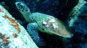 Trek Dive Diver Tauchen La Digue Seychellen