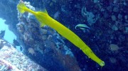 Trek Dive Diver Tauchen La Digue Seychellen