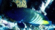 Trek Dive Diver Tauchen La Digue Seychellen