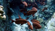 Trek Dive Diver Tauchen La Digue Seychellen