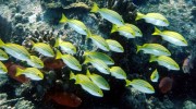 Trek Dive Diver Tauchen La Digue Seychellen