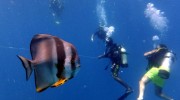 Trek Dive Diver Tauchen La Digue Seychellen