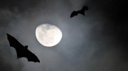 Flughunde im Mondlicht auf den Seychellen, La Digue Fruitbats at Moonrise by Frank Hoecker