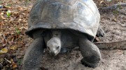 Gilliard 2015 Curieuse Island Seychellen Riesenschildkröte