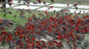 Gilliard 2015 Praslin Island Seychellen Kardinalvogel