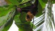 Flughund Fruitbat Seychellen