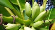 Regionale Produkte Seychellen local products Bananen