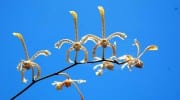 Blüten mit Gesichtern auf den Seychellen