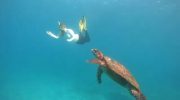 Sea Turtle Seychelles