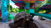 Giant Tortoise Seychelles Bikini Bottom