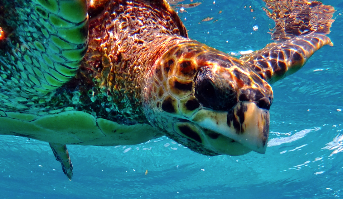 meerzeitreisen schnorcheln mit Meeresschildkröten Seychellen