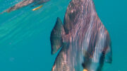 Bootsausflug nach Curieuse und Schnorcheln bei St. Pierre mit Starfish Boat Charter