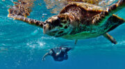 Meeresschildkröte Sea Turtle Tauchen Schnorcheln Seychellen