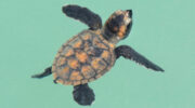 Meeresschildkröte Baby Sea Turtle Tauchen Schnorcheln Seychellen