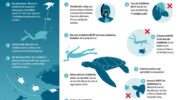 Richtiges Verhalten im Umgang mit Meeresschildkröten, Olive Ridley Project