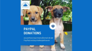 Pet Haven Society Seychelles, Animal Care, Tierschutz, Tierheim, Dogs, Streuner, Hunde, Mahé