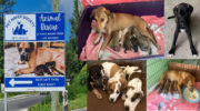 Pet Haven Society Seychelles, Animal Care, Tierschutz, Tierheim, Dogs, Streuner, Hunde, Mahé
