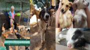 Pet Haven Society Seychelles, Animal Care, Tierschutz, Tierheim, Dogs, Streuner, Hunde, Mahé