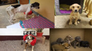 Pet Haven Society Seychelles, Animal Care, Tierschutz, Tierheim, Dogs, Streuner, Hunde, Mahé