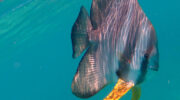 Bootsausflug Curieuse Island St Pierre Snorkeling Schnorcheln