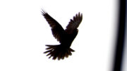 Vallée de Mai, Coco de Mer, Praslin, Seychellen, Black Parrot