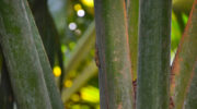 Vallée de Mai, Coco de Mer, Praslin, Seychellen, Black Parrot